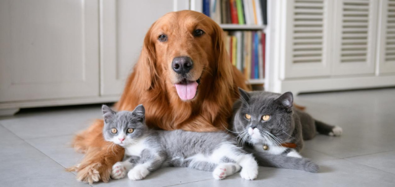¿Regula la ley el poder convivir con nuestra mascota en espacios comunitarios?
