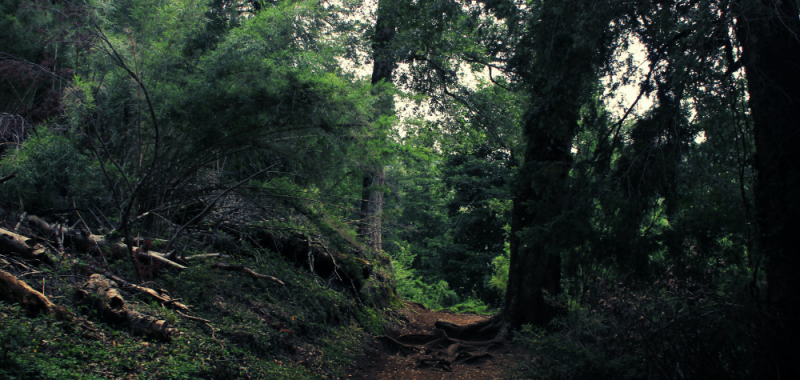 Derecho Real de Conservación busca proteger ecosistemas 